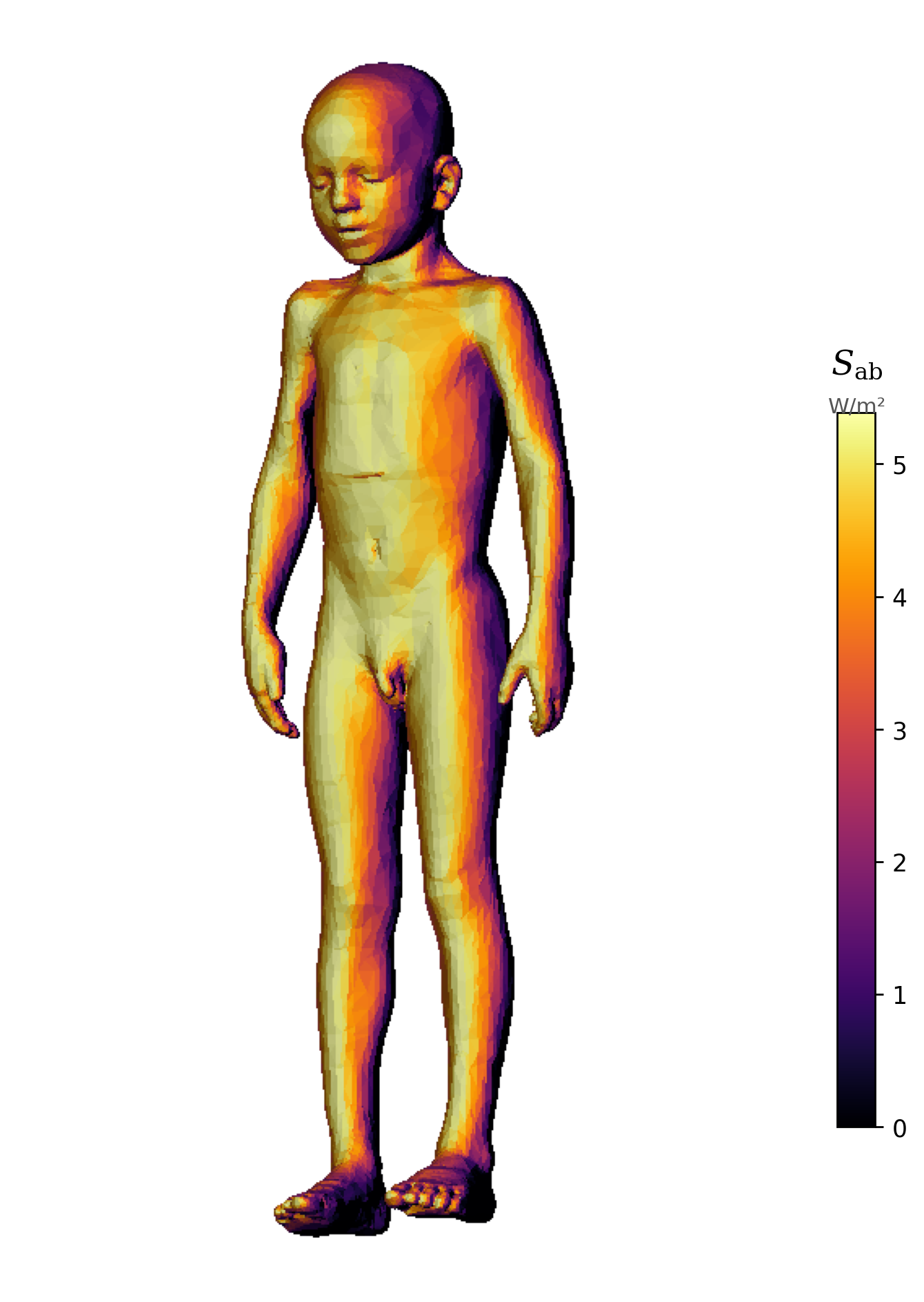 Absorbed power density on a human body phantom